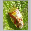 Elasmostethus interstinctus - Bunte Blattwanze 01.jpg